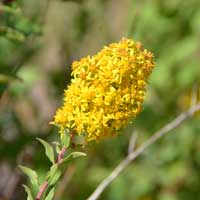 Missouri Goldenrod or Prairie Goldenrod, Solidago missouriensis