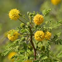 Acacia constricta, Whitethorn Acacia