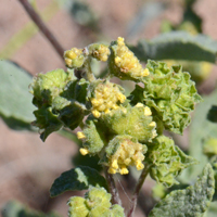 Triangle-leaf Bursage has greenish-yellow, dull inconspicuous male and female flowers on the same plants (monoecious). Here male flowers grow terminally on branches, each with its own small stem (peduncle). Ambrosia deltoidea