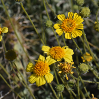 Encelia virginensis, Virgin River Brittlebush