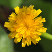 Crete Weed or Cretanweed, Hedypnois cretica