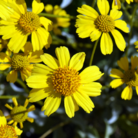 Brittlebush or White Brittlebush, Encelia farinosa