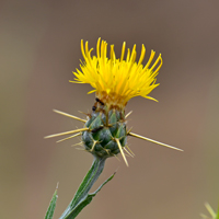 Yellow Star-thistle or Barnaby Thistle, Centaurea solstitialis