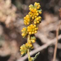 White Bursage has green inconspicuous flowers; maleWhite Bursage or Burrobush has green or yellowish inconspicuous flowers; male and female (monecious) intermixed on the same branches. Shown here are male flower clusters on top and upper side and female flowers looking like sharp spiny burs. Ambrosia dumosa and female (monecious) intermixed on the same branches. Shown here are male flower buds clusters just before bloom. Ambrosia dumosa