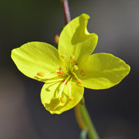 California Suncup, Eulobus californicus