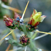 Christmas Cactus, Cylindropuntia leptocaulis, Southwest Desert Flora