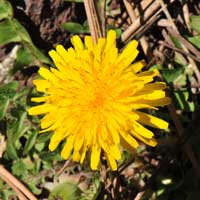 Common Dandelion, Taraxacum officinale