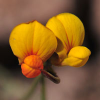 Bird's Foot Trefoil or Birdfoot Deervetch, Lotus corniculatus