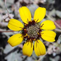 Lyreleaf Greeneyes, Berlandiera lyrata