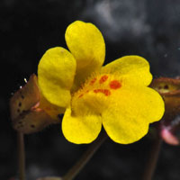 Seep Monkeyflower or Common Monkeyflower, Mimulus guttatus