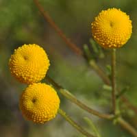 Globe Chamomile or Stinknet, Oncosiphon piluliferum