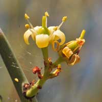 Crucifixion Thorn or Canotia, Canotia holacantha 