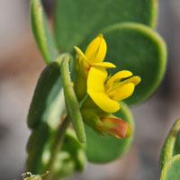 Coastal Bird's-foot Trefoil, Lotus salsuginosus