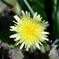 Common Sowthistle or Annual Sowthistle, Sonchus oleraceus