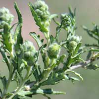 Hollyleaf Bursage has male and female flowers on the same plant. Here are the blooms of male (staminate) flowers just before opening. Plants bloom from April to May. Ambrosia eriocentra