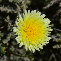 Smooth Desertdandelion or Desert Dandelion, flowers rarely white, Malacothrix glabrata