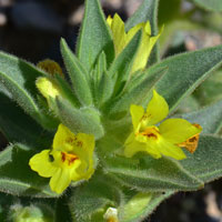 Golden Desert-snapdragon, Mohavea breviflora