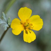 Pygmy Goldenpoppy, Pygmy Poppy, Eschscholzia minutiflora