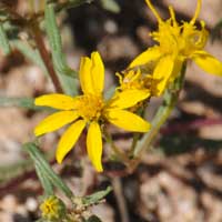 Manybristle Cinchweed, Pectis papposa