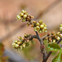 Skunkbush Sumac or Squaw Bush, Rhus trilobata