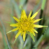 Yellow Salsify or Goatsbeard, Tragopogon dubius