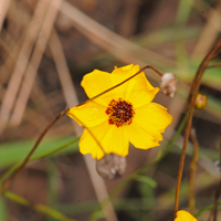 Golden Tickseed or Plains Coreopsis, Coreopsis tinctoria