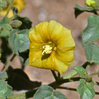 Yellow Nightshade Groundcherry, Physalis crassifolia