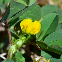 Burclover, Medicago polymorpha