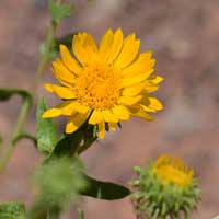 Curlycup Gumweed or Rosinweed, Grindelia squarrosa