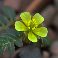 Puncturevine or Goat-heads, Tribulus terrestris