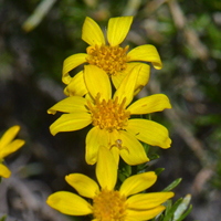 Ericameria linearifolia, Narrowleaf Goldenbush