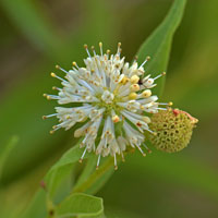 White or yellowish-white; Cephalanthus occidentalis, Common Buttonbush