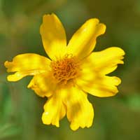 Lemmon's Marigold, Tagetes lemmonii