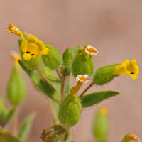 False Monkeyflower, Mimetanthe pilosa