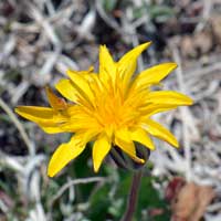 Annual Agoseris, Agoseris heterophylla