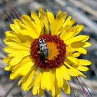 Red Dome Blanketflower, Gaillardia pinnatifida