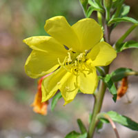 Hooker's Evening-Primrose, Oenothera elata