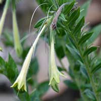 Giant-trumpets, Macromeria viridiflora