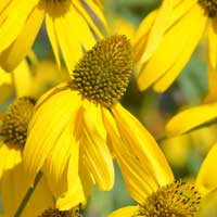 Cutleaf Coneflower or Goldenglow, Rudbeckia laciniata