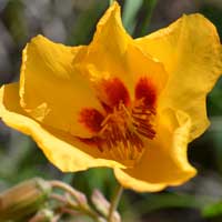 Mexican Yellowshow, Amoreuxia palmatifida