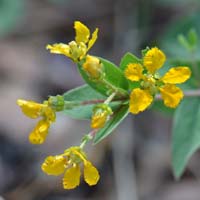 Chaparral Asphead, Aspicarpa hirtella 