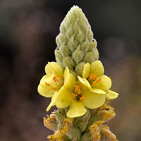 Common Mullein or Flannel Mullein, Verbascum thapsus