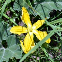 Melon Loco, Apodanthera undulata 