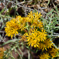 Alkali Goldenbush or Alkali Jimmyweed, Isocoma acradenia