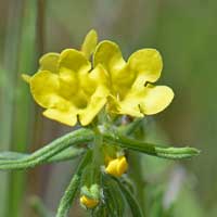 Smooththroat Stoneseed or Smooth Pucoon, Lithospermum cobrense