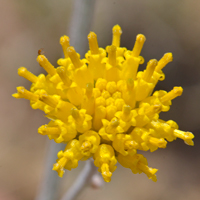 Fineleaf Hymenopappus or Cutleaf, Hymenopappus filifolius