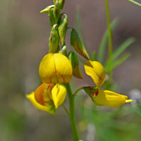 Low Rattlebox or Rattlebox, Crotalaria pumila