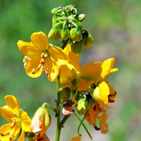 Senna hirsuta v glaberrima, Woolly Senna