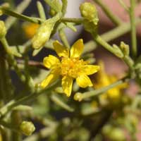 Late Snakeweed, Gutierrezia serotina