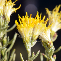 Turpentine Bush or Larchleaf Goldenweed, Ericameria laricifolia